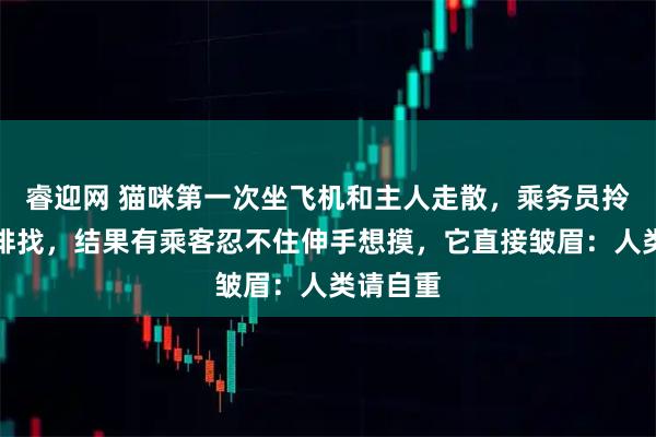 睿迎网 猫咪第一次坐飞机和主人走散，乘务员拎它一排排找，结果有乘客忍不住伸手想摸，它直接皱眉：人类请自重